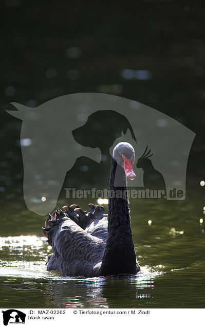 black swan / MAZ-02262