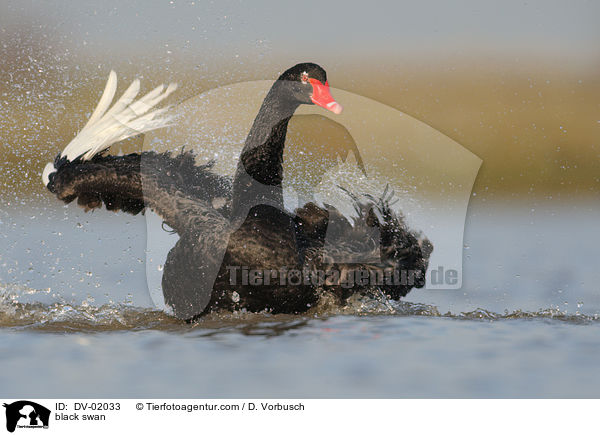 black swan / DV-02033