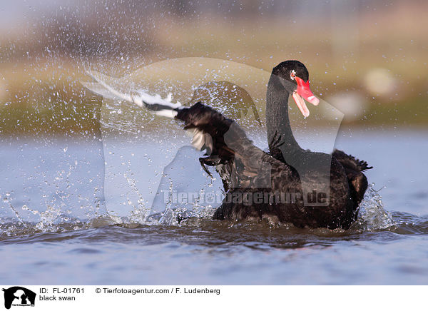 Trauerschwan / black swan / FL-01761