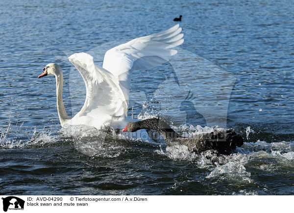 black swan and mute swan / AVD-04290