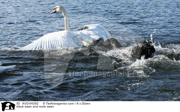 black swan and mute swan / AVD-04292