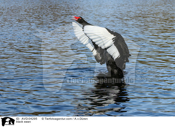 Trauerschwan / black swan / AVD-04295