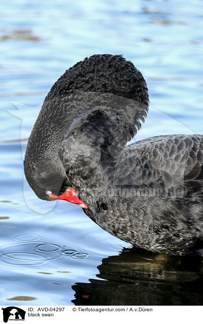 Trauerschwan / black swan / AVD-04297