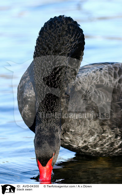 black swan / AVD-04300