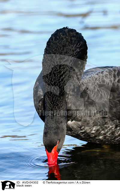 Trauerschwan / black swan / AVD-04302