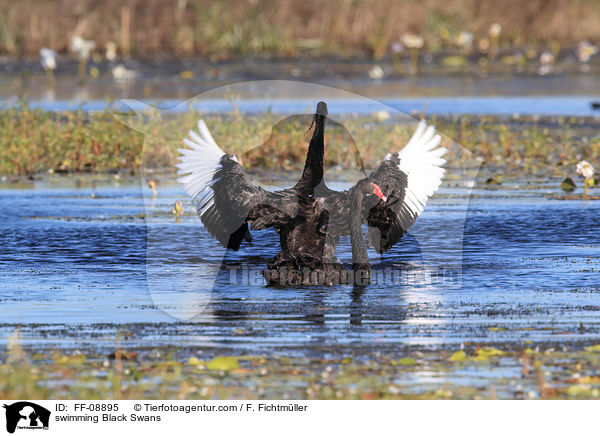 schwimmende Trauerschwne / swimming Black Swans / FF-08895