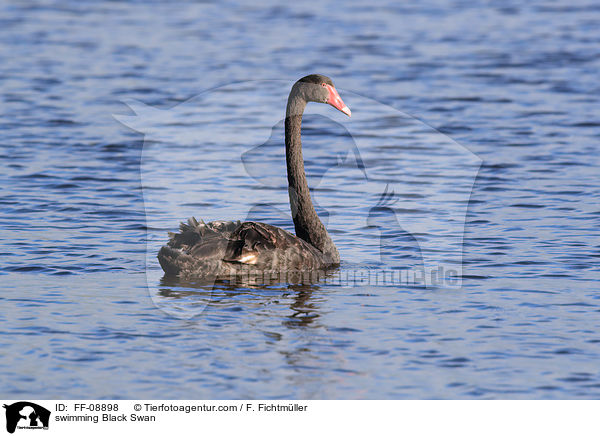schwimmender Trauerschwan / swimming Black Swan / FF-08898