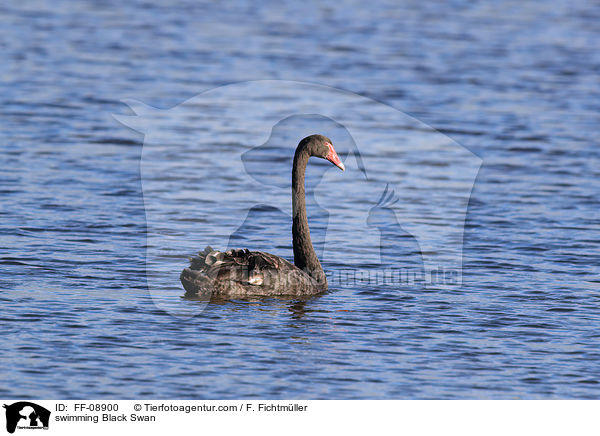 schwimmender Trauerschwan / swimming Black Swan / FF-08900