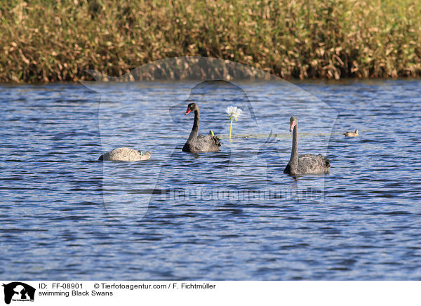 schwimmende Trauerschwne / swimming Black Swans / FF-08901
