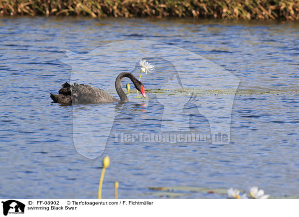 swimming Black Swan / FF-08902