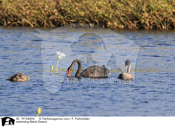swimming Black Swans / FF-08904