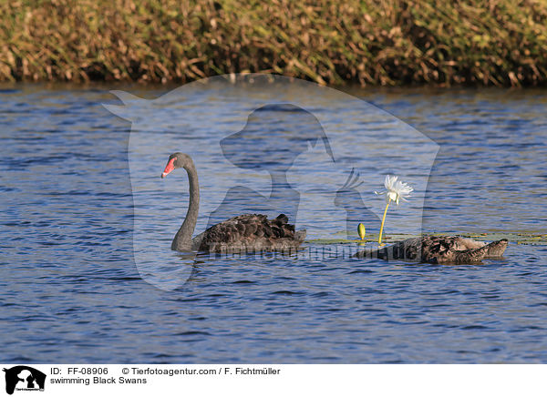 schwimmende Trauerschwne / swimming Black Swans / FF-08906