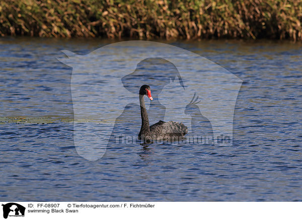 schwimmender Trauerschwan / swimming Black Swan / FF-08907