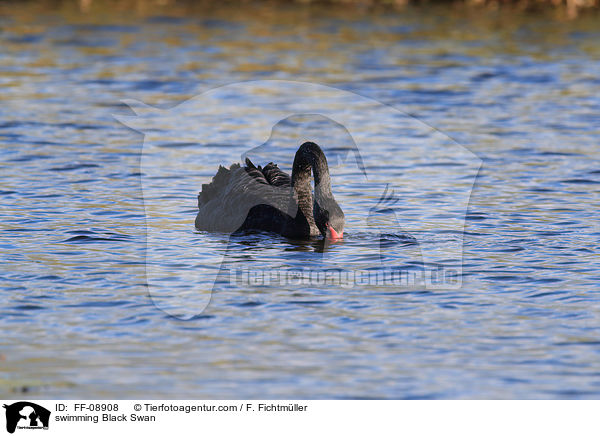 schwimmender Trauerschwan / swimming Black Swan / FF-08908