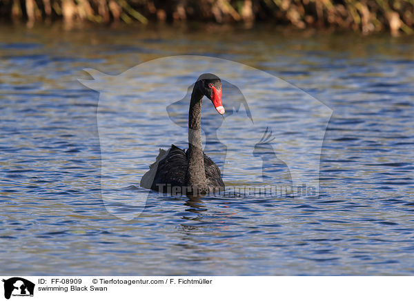 swimming Black Swan / FF-08909