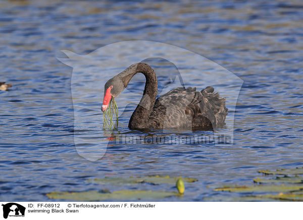 schwimmender Trauerschwan / swimming Black Swan / FF-08912