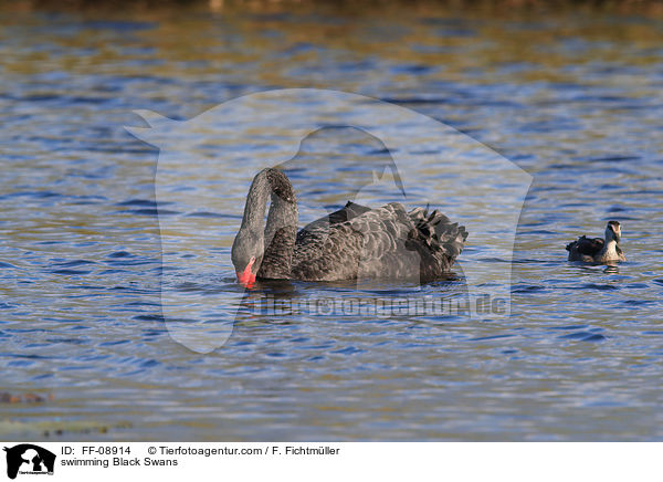 schwimmende Trauerschwne / swimming Black Swans / FF-08914