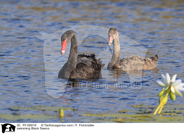 schwimmende Trauerschwne / swimming Black Swans / FF-08916