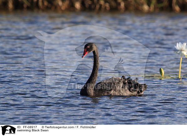 swimming Black Swan / FF-08917