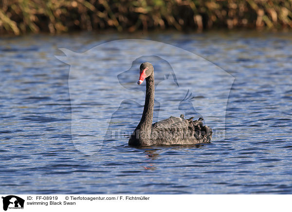 swimming Black Swan / FF-08919