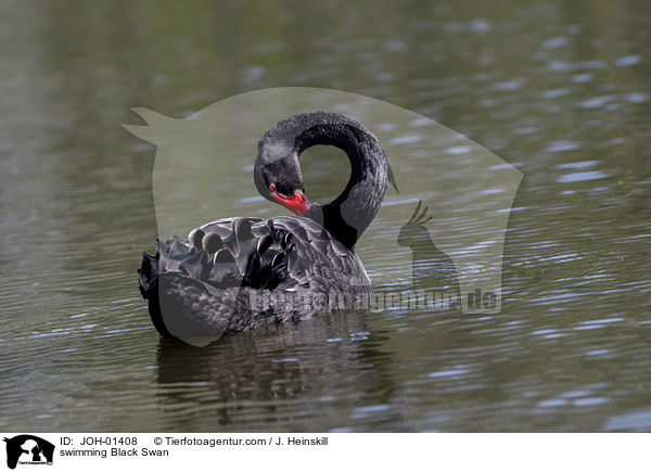 schwimmender Trauerschwan / swimming Black Swan / JOH-01408