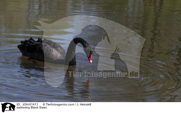 schwimmender Trauerschwan / swimming Black Swan / JOH-01411