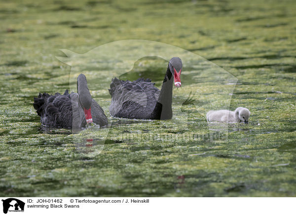 swimming Black Swans / JOH-01462