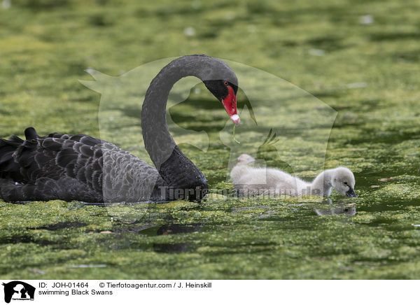 swimming Black Swans / JOH-01464