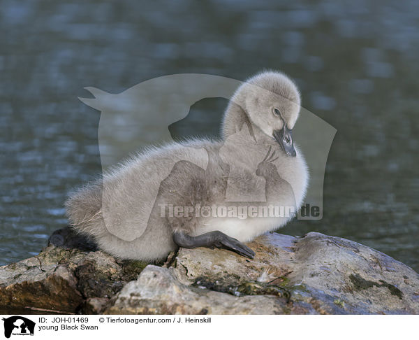 junger Trauerschwan / young Black Swan / JOH-01469