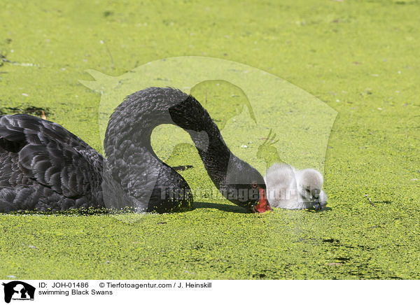 swimming Black Swans / JOH-01486