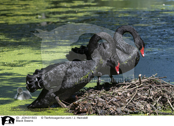 Black Swans / JOH-01503