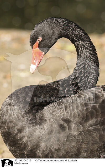 black swan / HL-04019