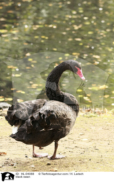 black swan / HL-04088