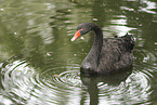 black swan