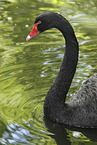 black swan