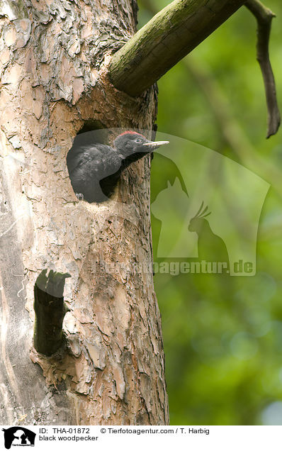 black woodpecker / THA-01872