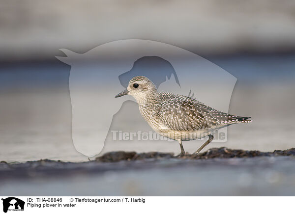 Kiebitzregenpfeifer im Wasser / Piping plover in water / THA-08846