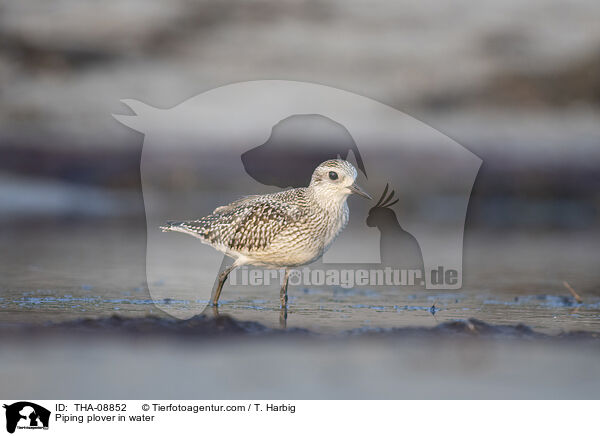 Piping plover in water / THA-08852