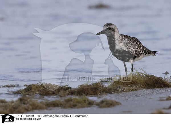 black-bellied plover / FF-13439