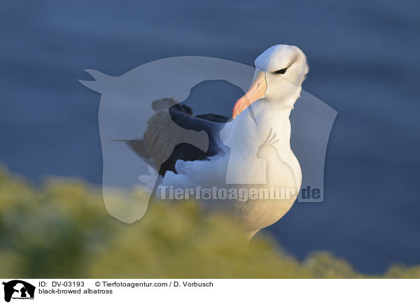 Schwarzbrauenalbatros / black-browed albatross / DV-03193