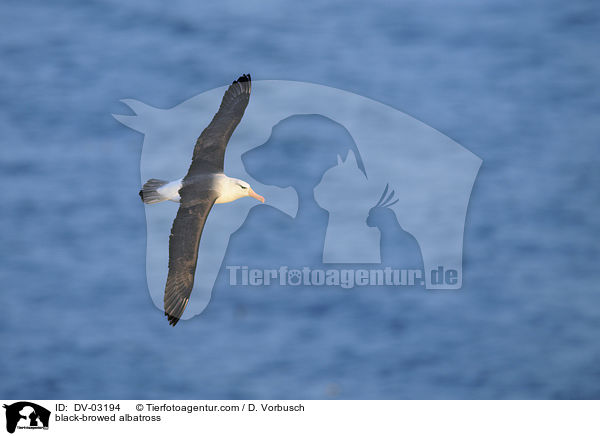 Schwarzbrauenalbatros / black-browed albatross / DV-03194