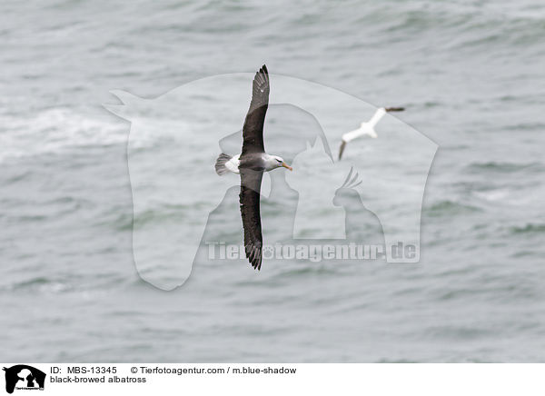 Schwarzbrauenalbatros / black-browed albatross / MBS-13345