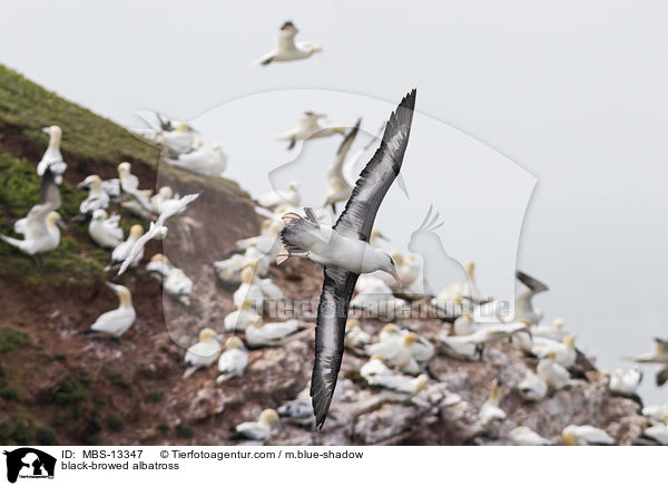 Schwarzbrauenalbatros / black-browed albatross / MBS-13347