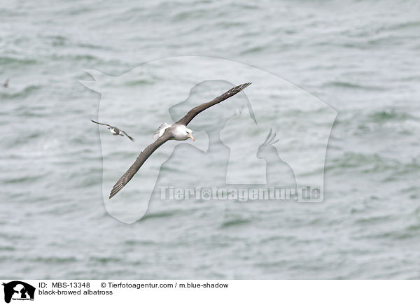Schwarzbrauenalbatros / black-browed albatross / MBS-13348