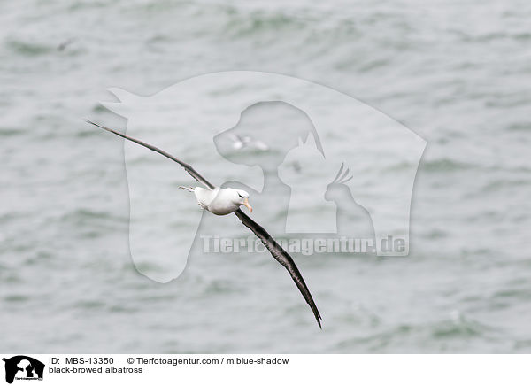 black-browed albatross / MBS-13350