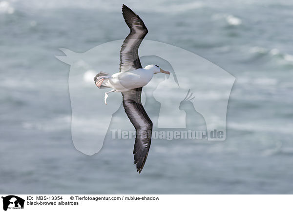 Schwarzbrauenalbatros / black-browed albatross / MBS-13354