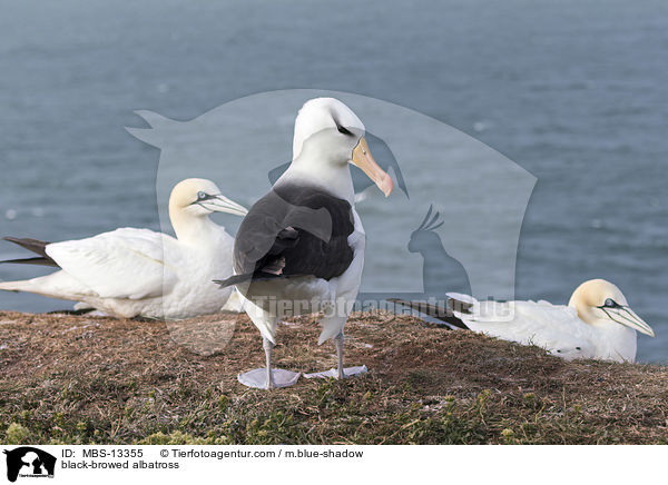 Schwarzbrauenalbatros / black-browed albatross / MBS-13355