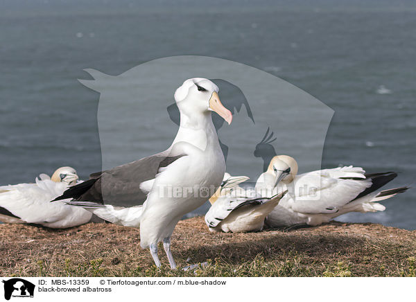 Schwarzbrauenalbatros / black-browed albatross / MBS-13359