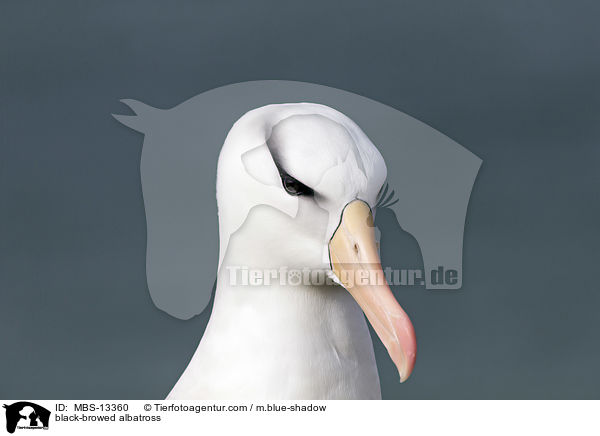 Schwarzbrauenalbatros / black-browed albatross / MBS-13360