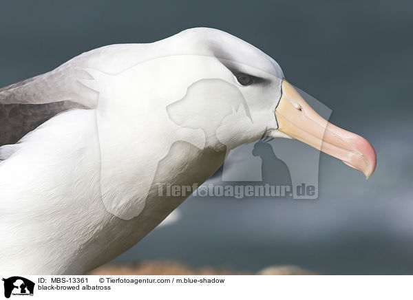 black-browed albatross / MBS-13361